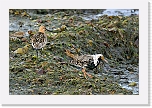 kuiri ja suokukko bar-tailed godwit and ruff 0935 * 1350 x 900 * (299KB)